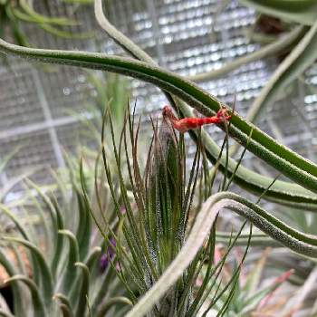 チランジアフンキアナジョリーグリーンジャイアントの投稿画像一覧 Greensnap グリーンスナップ