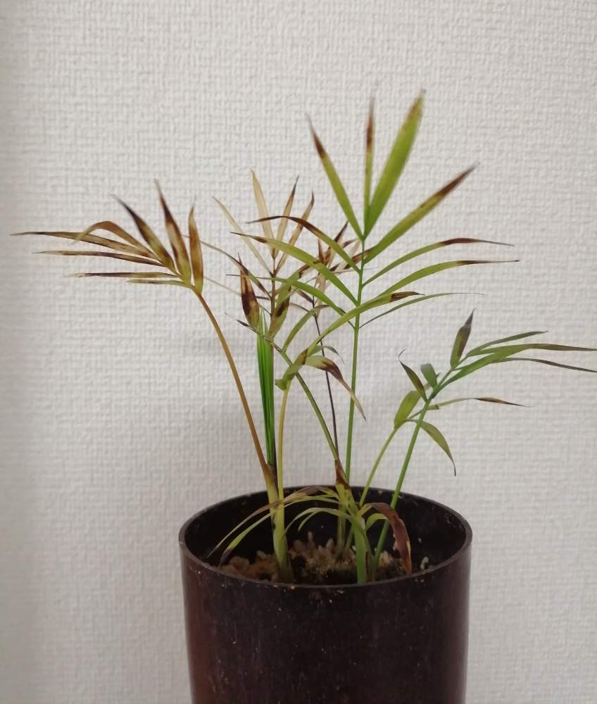 テーブルヤシの投稿画像 By いつかさん 観葉植物とボタニカルライフとno Green No Lifeと植中毒と テーブルヤシと鉢植え 19月4月13日 Greensnap グリーンスナップ