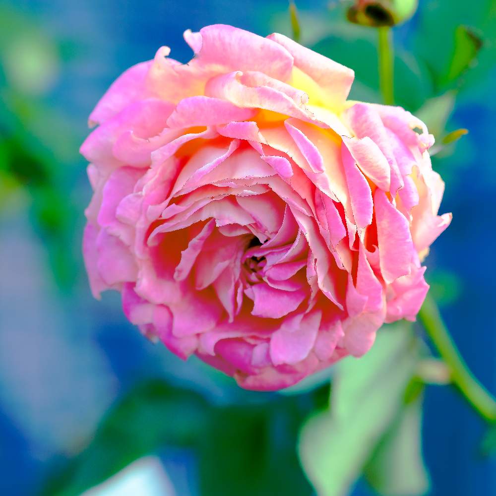 バラ 花山吹の投稿画像 By ピッチさん バラ 花山吹とバラ ミニバラと 今日の綺麗なバラ 19月4月14日 Greensnap グリーンスナップ