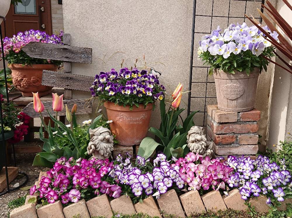 今日のチューリップの投稿画像 By ヒロリンパさん ビオラ パンジーと花壇とgs映えと パンジーと チューリップと我が家の花壇とビオラ の季節と成長記録と花のある暮らしと可愛らしいビオラと咲いた 19月4月14日 Greensnap グリーンスナップ