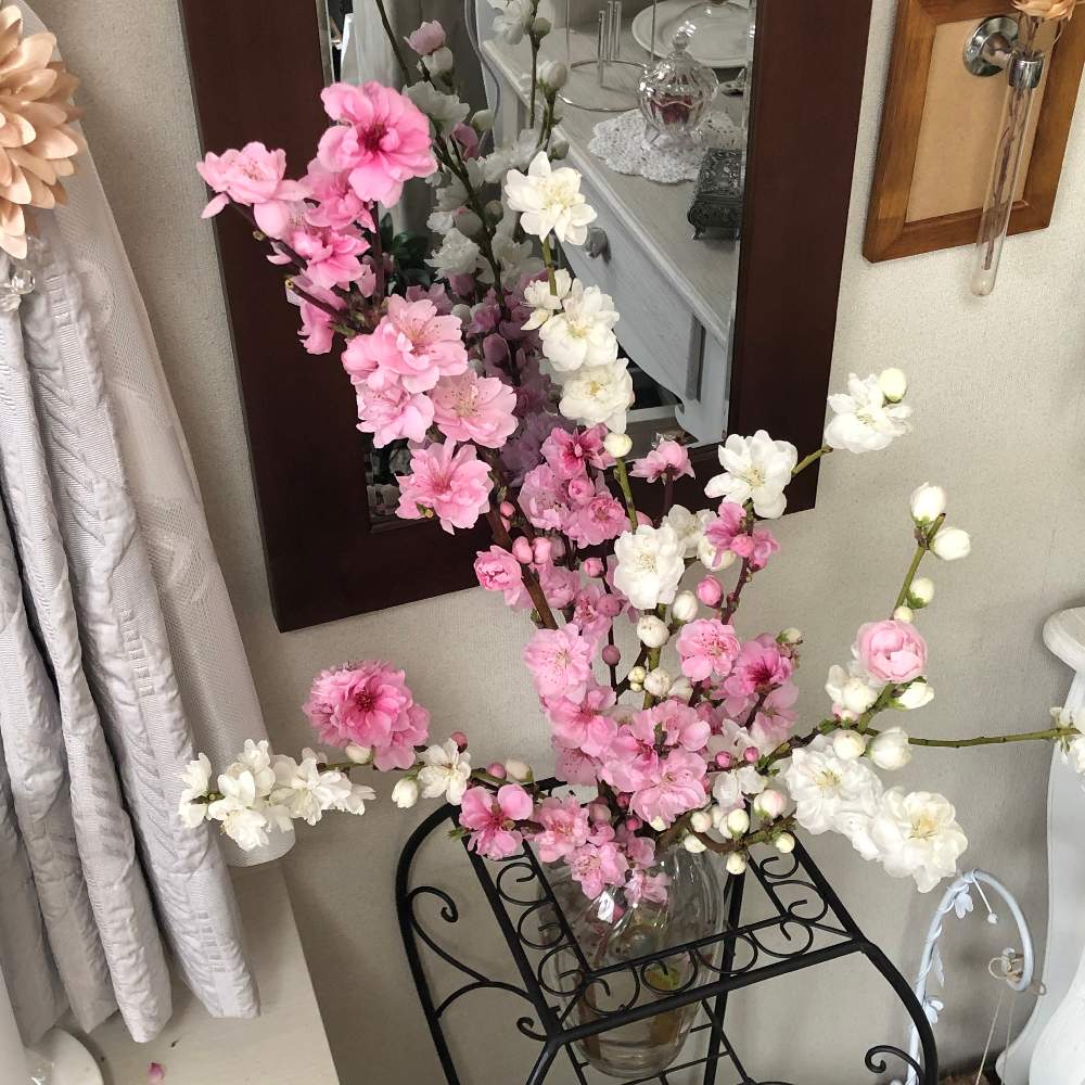 モモ 桃 の投稿画像 By Grace Placeさん 誕生花と花言葉と花のある暮らしとgs映え 19月4月14日 Greensnap グリーンスナップ