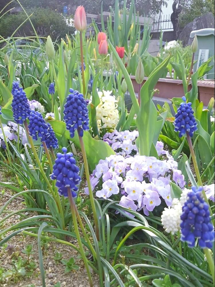 チューリップの投稿画像 By Nokonokoさん ビオラとムスカリとたねからの幸せとキュンキュン乙女倶楽部と種まきっ子とタキイ種苗と種からとgs映えと青い花と我が家の花壇と ハイポネックス園芸部とガーデニングと花のある暮らし 19月4月14日 Greensnap グリーン