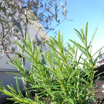 ローズマリーマリンブルーの投稿画像一覧 Greensnap グリーンスナップ