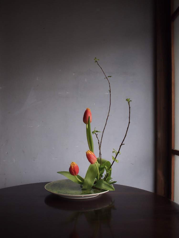 窓辺の投稿画像 By Mayuさん 今日のアレンジメントと チューリップといけばなとフラワーアレンジメントと花のある暮らしと生け花と今日のアレンジメントと チューリップといけばなとフラワーアレンジメントと花のある暮らしと生け花 19月4月14日 Greensnap