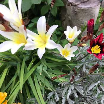 満開のお花達の画像 by ひなの☆さん | 小さな庭とスパラキシスと雨に輝くとありがとう♡とGS映えとこの子はだーれ？と植中毒と満開のお花達と花のある暮らし