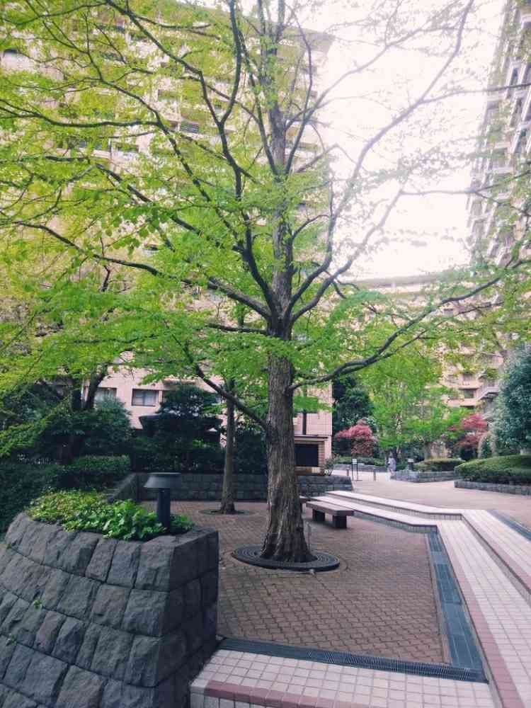 ちゃーちゃんさんの山下公園への投稿