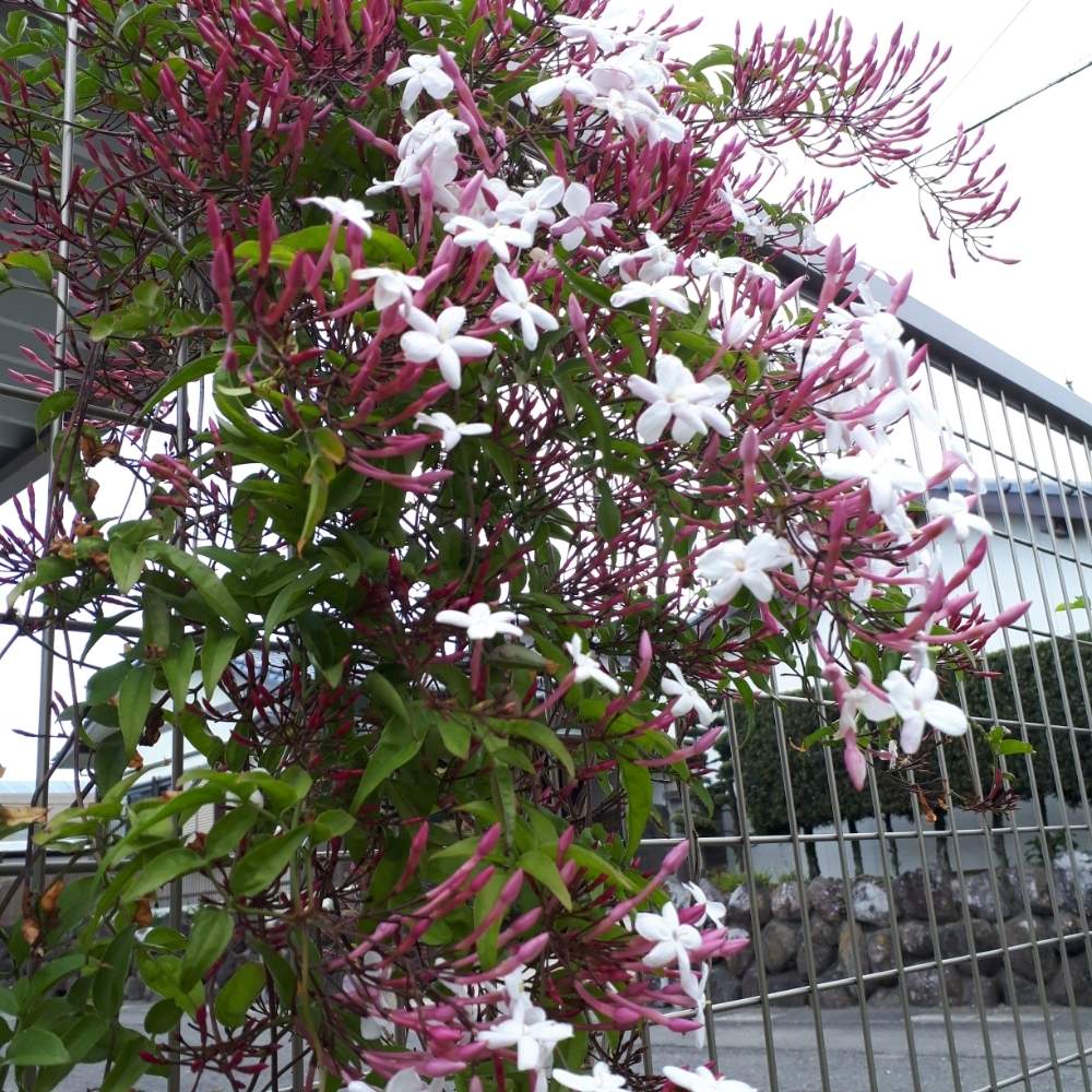 ハゴロモジャスミンの投稿画像 By れるねこさん 花のある暮らしと植えっぱなしとしあわせ 19月4月14日 Greensnap グリーンスナップ