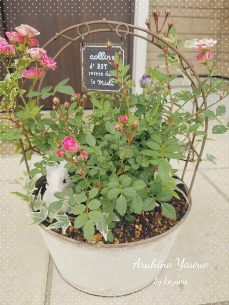 胸キュンの投稿画像 By ｱﾙﾋﾉｺﾕﾐ さん ヘデラ とだいすきと寄せ植えとネメシア と癒されるとミニバラを楽しむと可愛いと花のある暮らしとバラ ミニバラと可愛い小花 19月4月14日 Greensnap グリーンスナップ