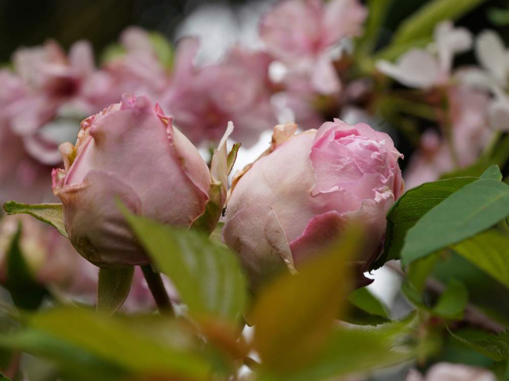新着バラ つぼみ 咲か ない すべての美しい花の画像