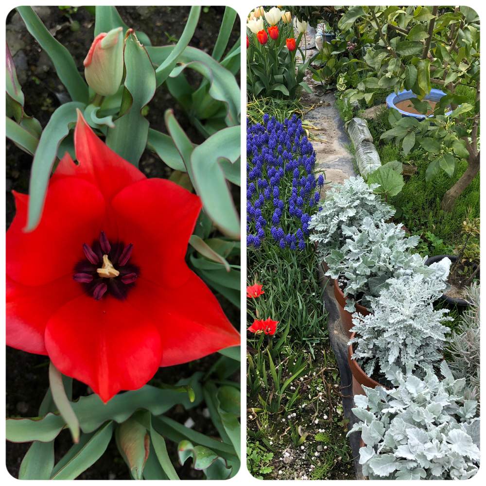 フリージアのつぼみの投稿画像 By アネモネチャンさん クロッカス と チューリップと 秋植え球根 フォトコンテストとミニチューリップと アネモネと ムスカリとアプローチとフリージアのつぼみとクロッカス と チューリップと 秋植え球根 フォトコンテストとミニ