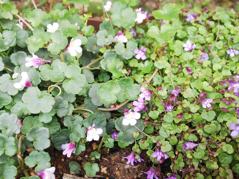 シンバラリア アエクイトリロバの投稿画像 By まりもさん シンバラリアとエクステリアとセダム大好きと植中毒と埼玉県南部と多肉女子とタニラーと埼玉タニラーと花のある暮らしとセダム大好きと植中毒と埼玉県南部と多肉女子とタニラーと埼玉タニラーと花のある暮らし