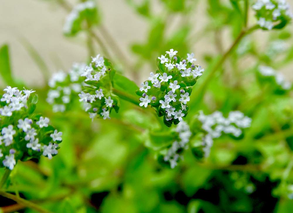 小さい 雑草 小さい 白い 花 春 Homu Interia