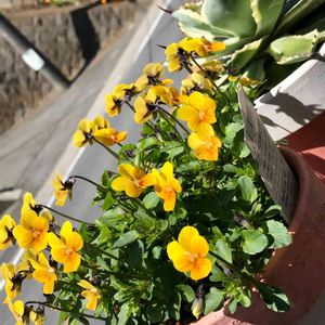 エディブルフラワー,花のある暮らし,植中毒,今日のお花,エディブルフラワー♡の画像