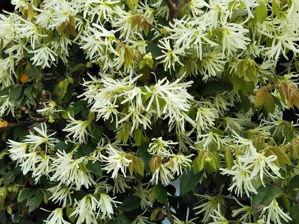 トキワマンサクの投稿画像 By Botanist99さん ボタニカルライフとシンボルツリーと春の花木と花のある暮らしとライムグリーンと白い花と生垣とお花好き 19月4月14日 Greensnap グリーンスナップ