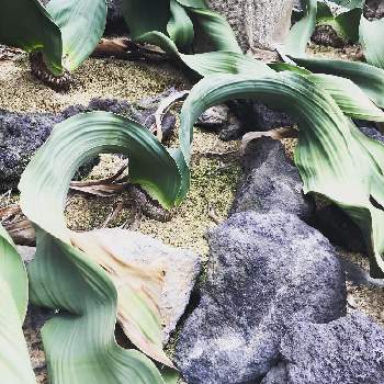 キソウテンガイの投稿画像一覧 Greensnap グリーンスナップ