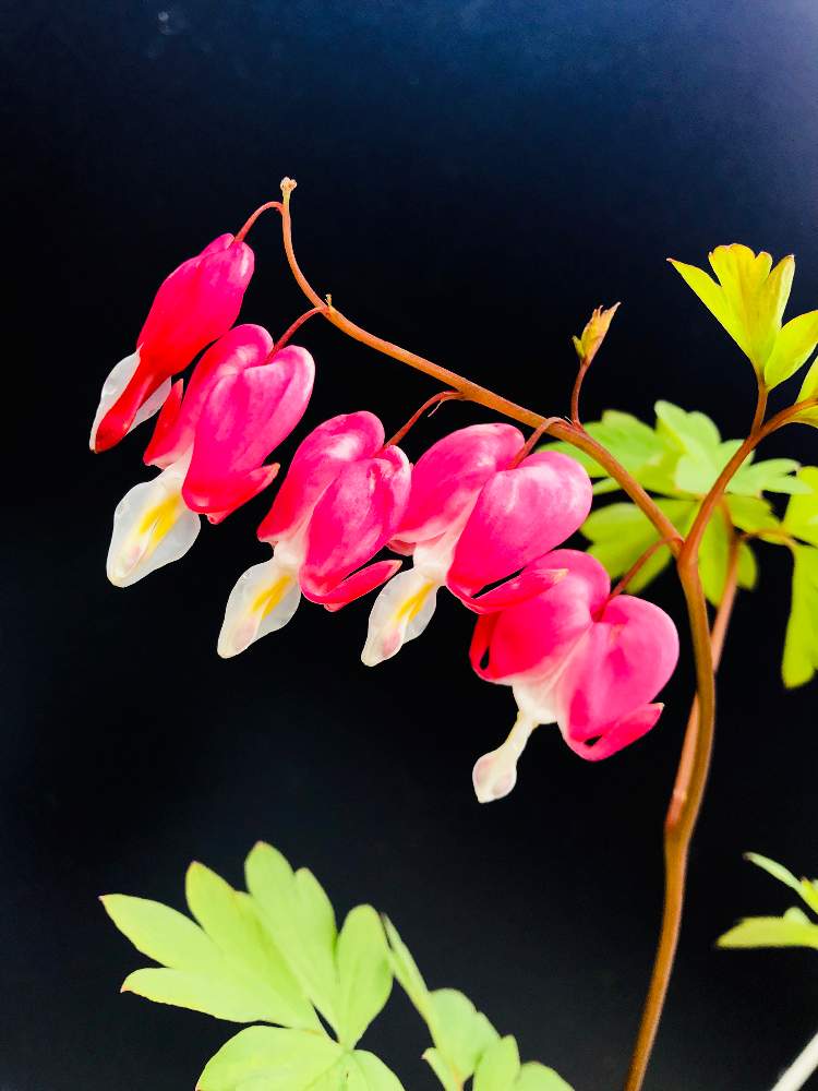 濃いピンク色の投稿画像 By コーンフラワー さん Gs映えと心惹かれるとタイツリソウ と優しい気分とほっとすると可愛いと花 のある暮らしといやされるとかわいいな と釣鐘状の花たちと1128 19月4月14日 Greensnap グリーンスナップ