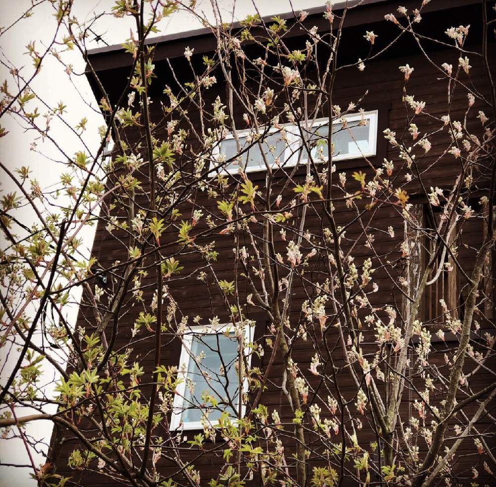 若葉の投稿画像 By つきゆずさん 開花とモッコウバラ と春の植物と北玄関とシンボルツリーとジューンベリー と大好きな花と北庭と花のある暮らし 19月4月14日 Greensnap グリーンスナップ