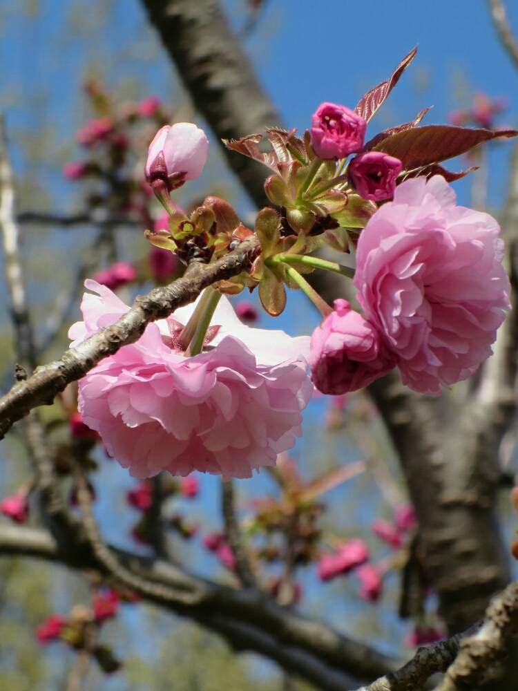 さくら サクラ 桜の投稿画像 By ぺこりん さん 桜 関山 かんざん と公園の樹木と大高緑地公園と樹木の花と樹木と公園とピンク ピンクとgs映えと珍しいとgs日和と散歩とボタニカルスポットとおでかけ先とお散歩と青空とお出かけ先にて 19月4月15日 Greensnap