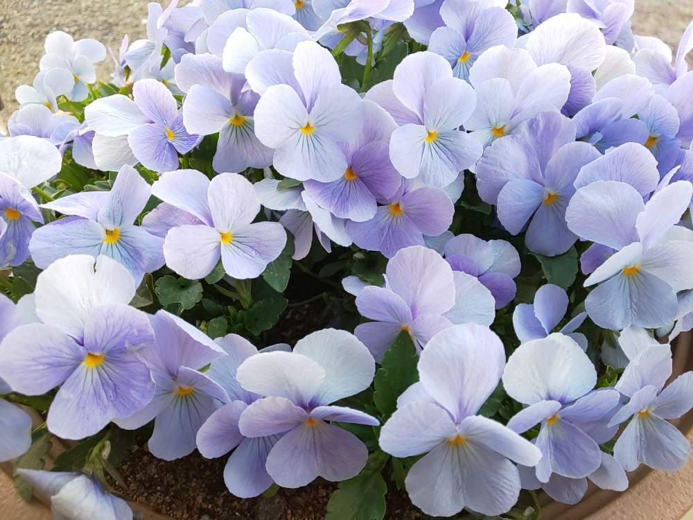 ビオラの投稿画像 By 14さん ビオラ ビビ ヘブンリーブルーと青い花マニアと種からとブルーの花とビオラ パンジー 19月4月15日 Greensnap グリーンスナップ