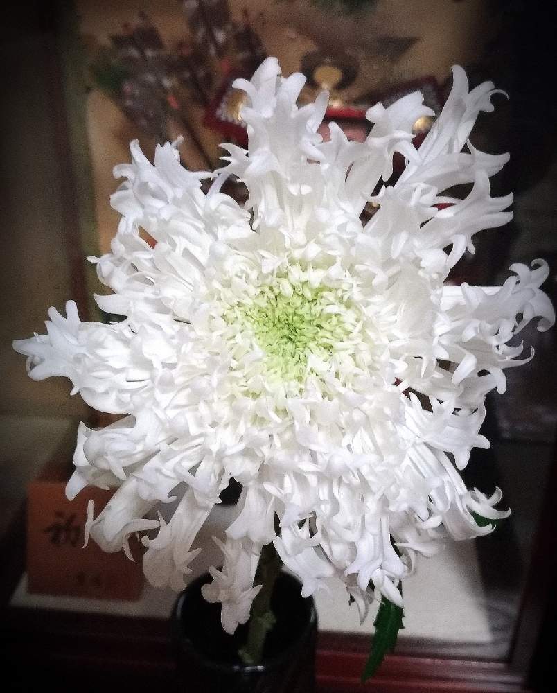 素晴らしい花の投稿画像 By わこ さん 花のある暮らしと白い花とみーつけたと菊 かがり弁ときくと部屋と素晴らしい花と花のある暮らしと白い花とみーつけた 19月4月15日 Greensnap グリーンスナップ Greensnap グリーンスナップ