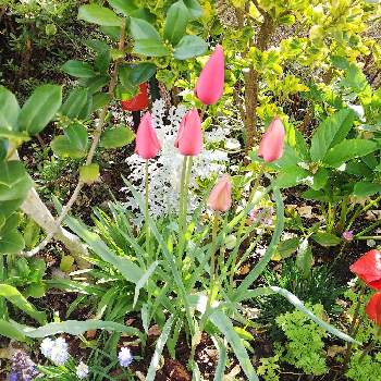 原種チューリップ♪の画像 by クッキーさん | 小さな庭と花のある暮らしと私の小さな花壇と原種チューリップ♪とアジュカ-紫と ムスカリ