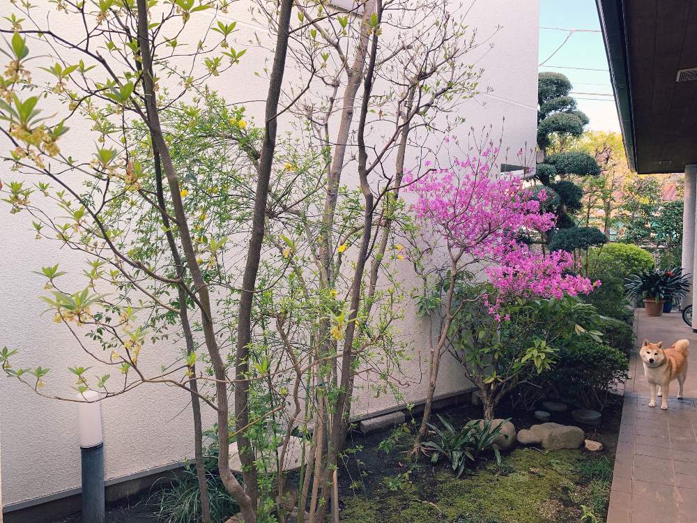植えっぱなし植物の投稿画像 By みなぷよさん 花木と庭木と我が家の庭と花のある暮らしとツツジ科と クロモジ 19月4月15日 Greensnap グリーンスナップ