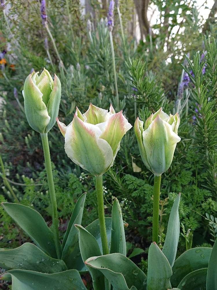 チューリップの投稿画像 By ブリズさん 庭の花とgs映えと花好きな人と繋がりたいと花のある暮らしと花が好きと庭の花とgs映えと花好きな人と繋がりたいと 花のある暮らしと花が好き 19月4月15日 Greensnap グリーンスナップ Greensnap グリーンスナップ