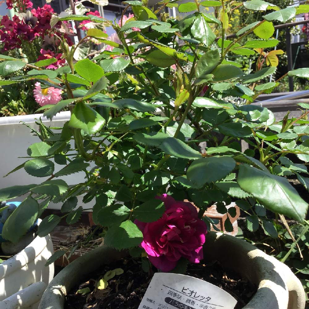 バラ ビオレッタの投稿画像 By くろちゃんさん Gs映えと可愛いなあ とお世話頑張るとごめんと花のある暮らしと家庭菜園奮闘日記と綺麗だなぁ 19月4月15日 Greensnap グリーンスナップ