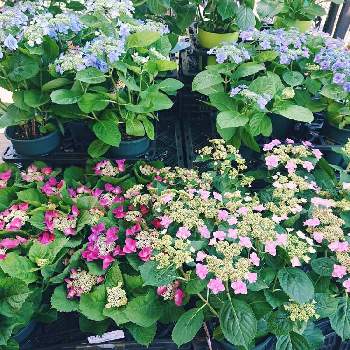 カインズホームfc白旗店のアルバム Greensnap グリーンスナップ