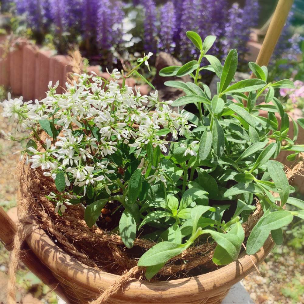 株幅60cmって本当 ﾟoﾟ Pwの花苗育ててみた Greensnap グリーンスナップ