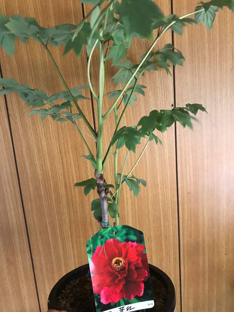 牡丹の投稿画像 By K Kenさん 牡丹 芳紅 ホウコウ と植物男子とマイコレクションとb型とバリけっこいと植中毒と今日の一枚と今日のお花とゲイの園芸と鉢植えと珍奇植物と花のある暮らしとうどん県人会と記録用と金額 19月4月15日 Greensnap グリーンスナップ