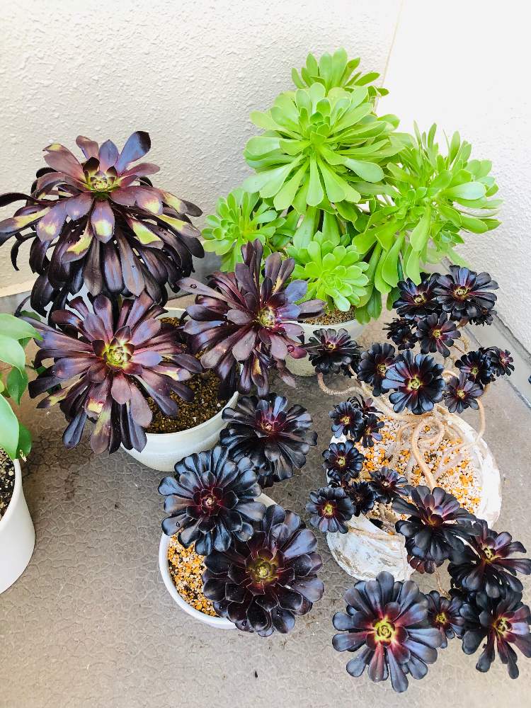 黒法師の投稿画像 By ぶうたさん サンシモンカナリエンシスと多肉植物と黒い多肉植物 とサンシモンカナリエンス とgs映えとアエオニウム属とベランダガーデンと木立ち多肉と多肉 黒法師とバルコニスト 19月4月15日 Greensnap グリーンスナップ