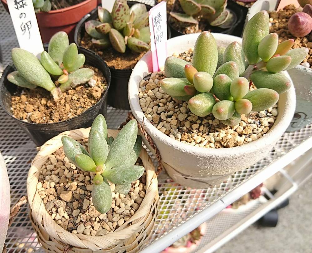 緑の卵の投稿画像 By ゆずさん 多肉植物とマイ図鑑とタニラーとアドロミスクスゆず備忘録 19月4月15日 Greensnap グリーンスナップ