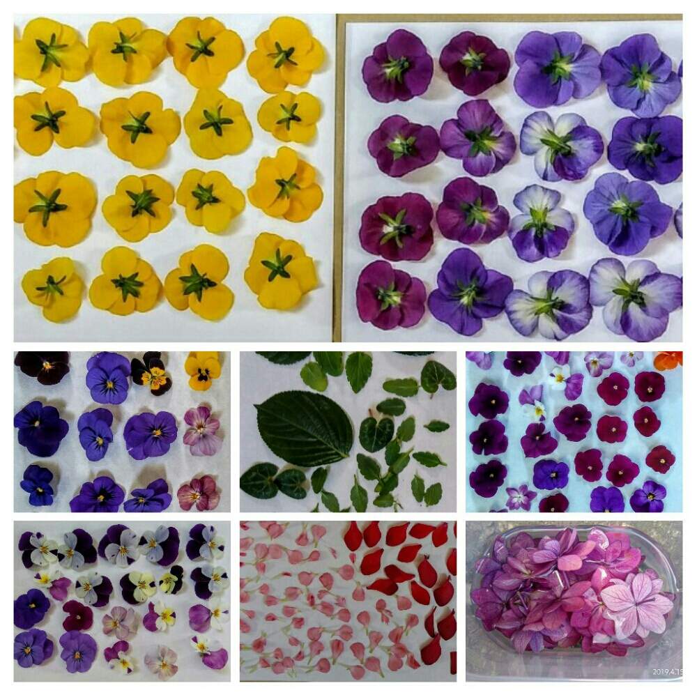 爆買い 極小ビオラ ドライフラワー No 4 素材 材料 Darox My 爆買い 極小ビオラ ドライフラワー No 4 素材 材料 Darox My