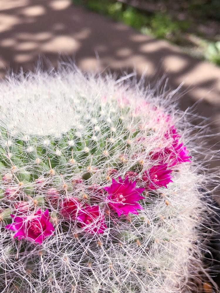 玉翁の投稿画像 By コトパクシ山さん 成長中と植中毒と多肉女子とマミラリア属とタニラーと花のある暮らしと咲いた 19月4月15日 Greensnap グリーンスナップ