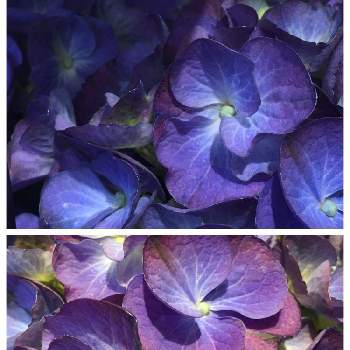 紫陽花 ブルーアースの画像 by SUNさん | お出かけ先と紫陽花 ブルーアースと可憐とGS映えとつぼみと鉢物と花のある暮らしとブルーの花とお花屋さん