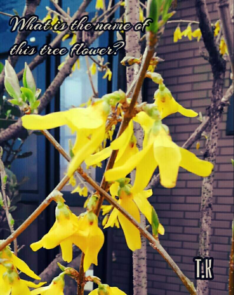 春に咲く花の投稿画像 By T Kさん 植物男子と黄色い花と黄色い花が咲く木と花のある暮らしとレンギョウのお花とレンギョウの花とレンギョウ 19月4月15日 Greensnap グリーンスナップ