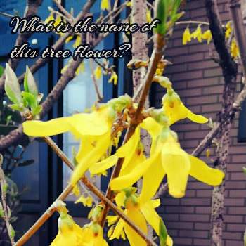 黄色い花が咲く木の投稿画像一覧 Greensnap グリーンスナップ