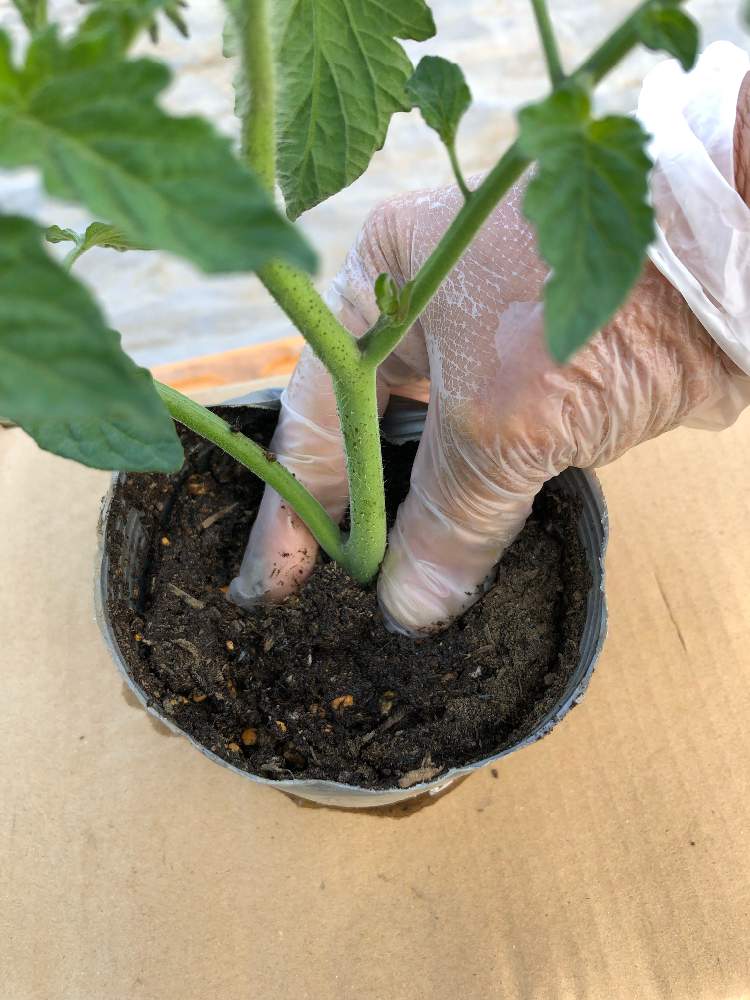 脇 芽 挿し木 トマト