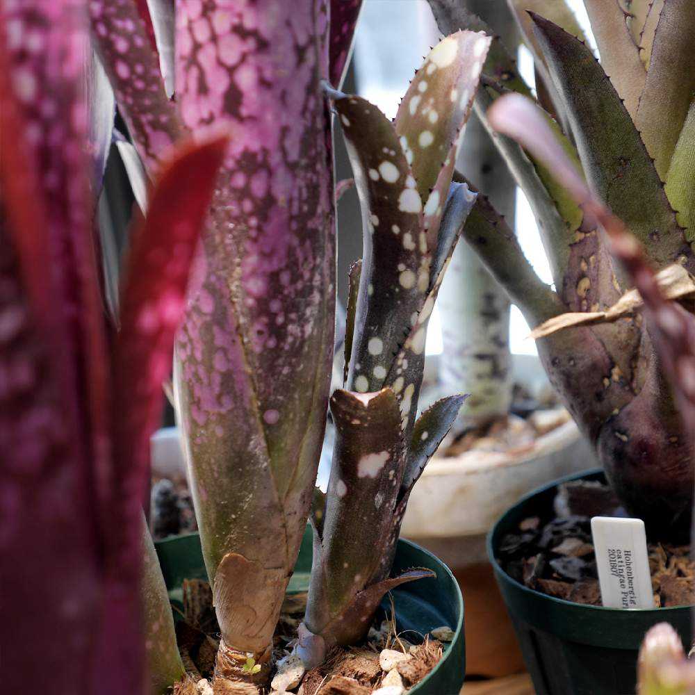 2019 ビルベルギア 春の子株まつり！｜🍀GreenSnap（グリーンスナップ）