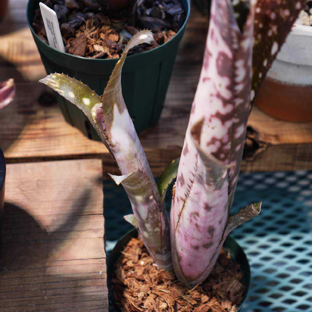 ビルベルギア John Hervy Friend 子株付き ビルベルギア John Hervy Friend 子株付き ビルベルギア John Hervy