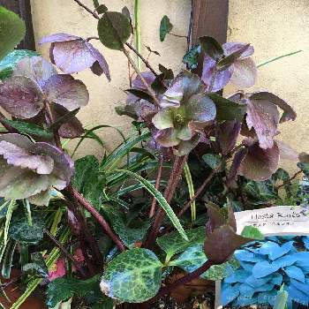 半日陰花壇の投稿画像一覧 Greensnap グリーンスナップ