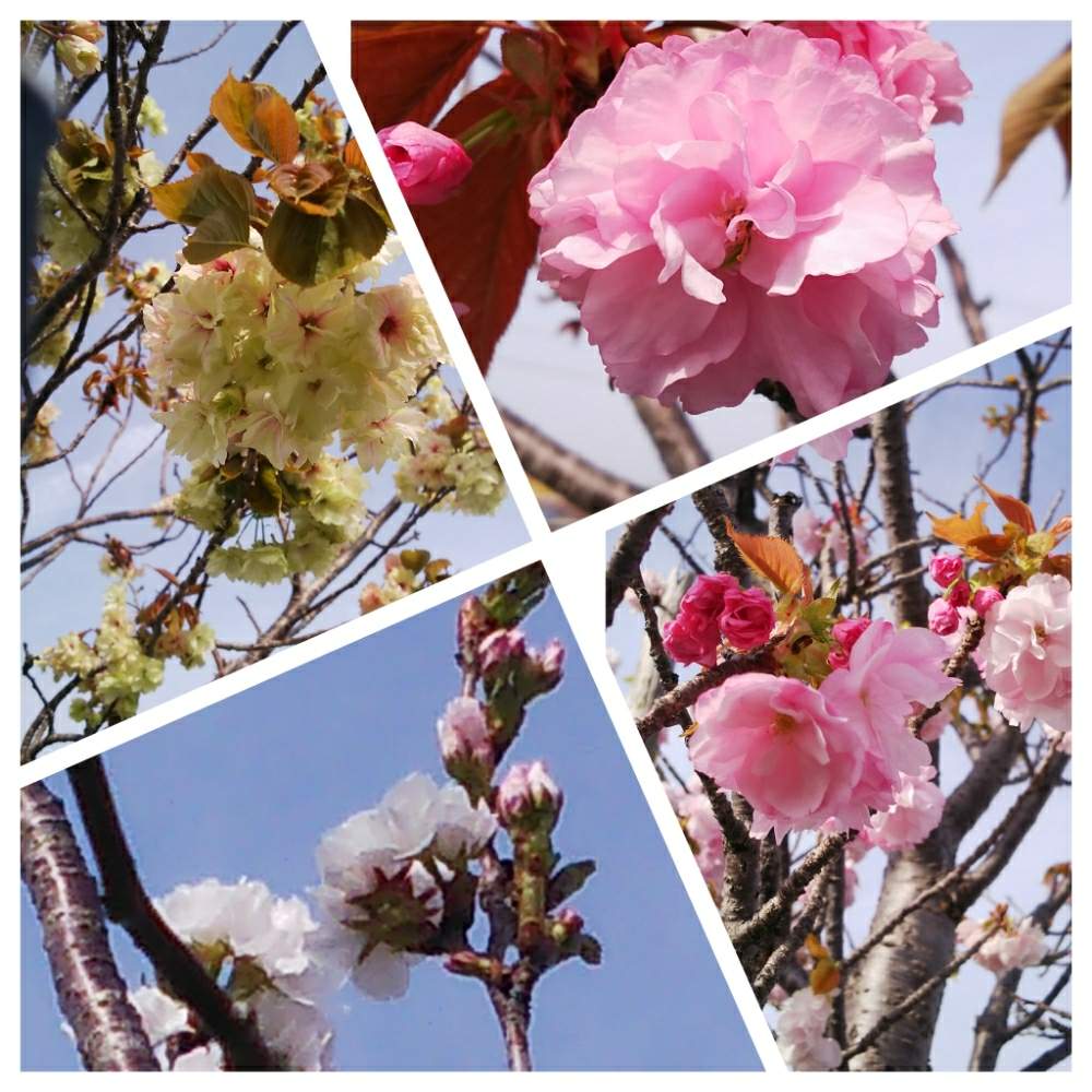 心に強く訴えるカンザン 桜 最高の花の画像