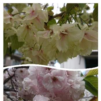 一葉の画像 by りっつっつぼーんさん | お出かけ先と一葉と御衣黄桜（ギョイコウザクラ）と『2019桜』フォトコンテストと八重桜の季節と花のある暮らしとGS映え