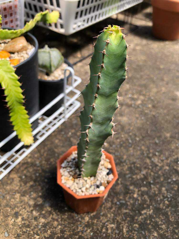 ユーフォルビア・大鳳角(コエルレセンス)1号｜🍀GreenSnap（グリーン