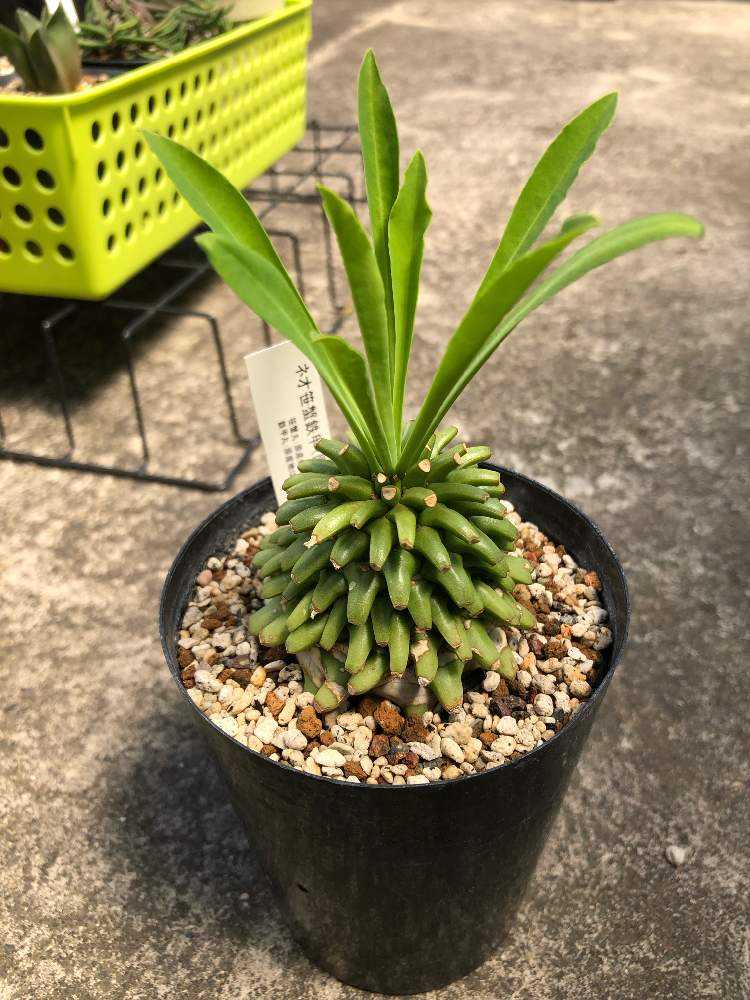 ユーフォルビア・ネオ笹蟹鉄甲｜🍀GreenSnap（グリーンスナップ）