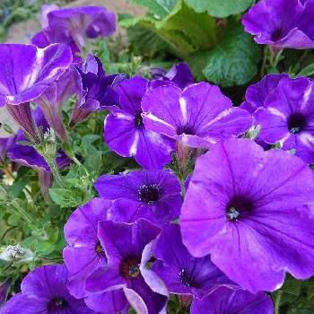 花があれば幸せの画像 by まるさん | 小さな庭と自然を愛すと花があれば幸せと紫のペチュニアと小さな庭と暮らすと紫好きと花のある暮らしとスマホ撮りと『ペチュニア』フォトコンテスト