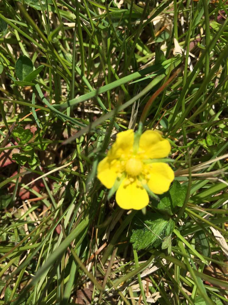 黄色い花の投稿画像 By ぐりーんちゃんさん 野草と花のある暮らしと小さな花と名前を教えてくださいと緑のある暮らし 19月4月16日 Greensnap グリーンスナップ