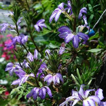 花があれば幸せの画像 by まるさん | 小さな庭とスカエボラトップポットシリーズと小さな庭と暮らすと花があれば幸せと紫好きとお庭を彩るお花・樹木フォトコン