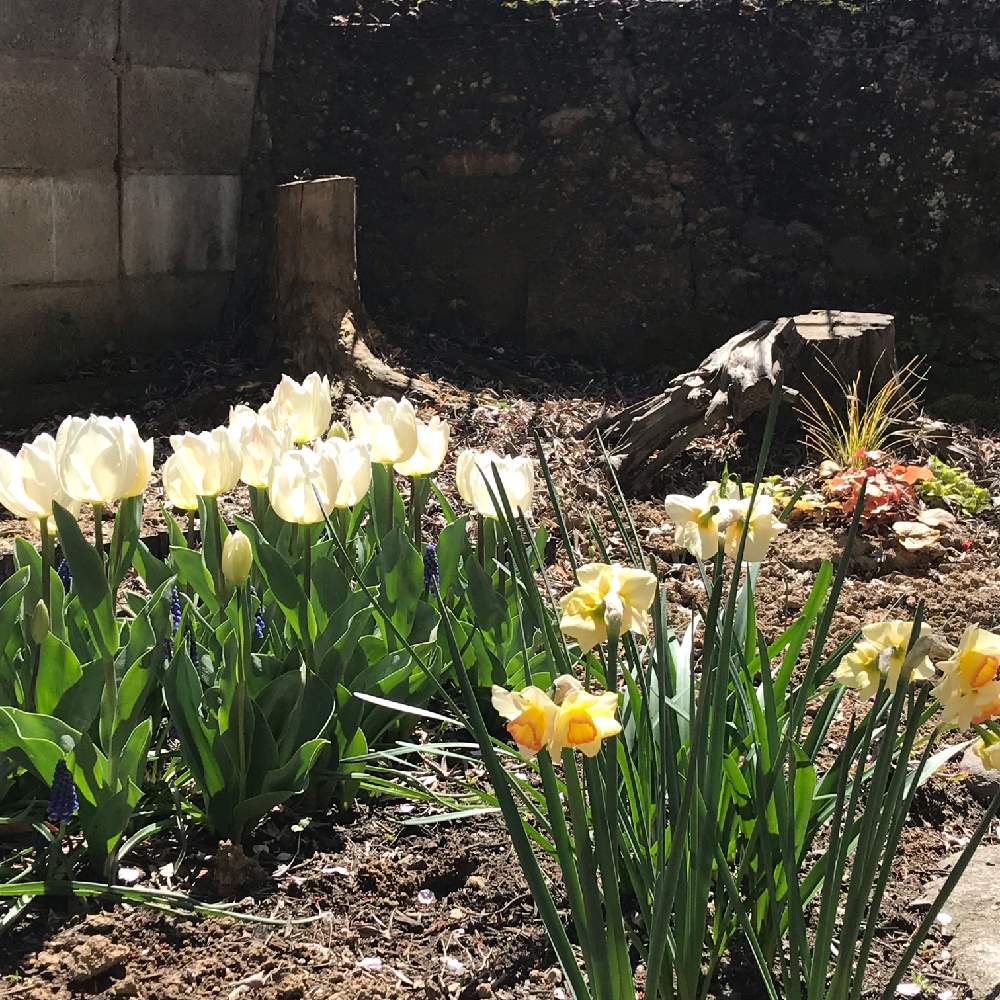 ガーデニング初心者がイチから素敵シェードガーデンを作るはなし Greensnap グリーンスナップ